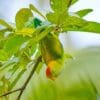 A wild Sri Lanka Hanging Parrot hangs upside down