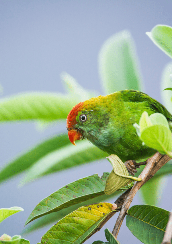 A wild male Sri Lanka Hanging Parrot perches in a leafy tree