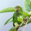 A wild female Sri Lanka Hanging Parrot perches in a leafy tree