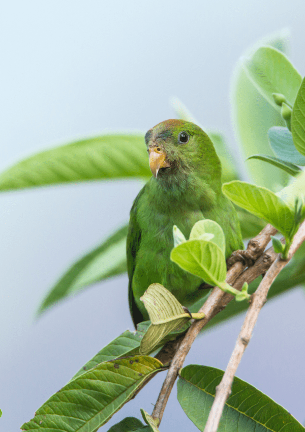 A wild female Sri Lanka Hanging Parrot perches in a leafy tree