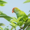 A wild male Sri Lanka Hanging Parrot perches in a leafy tree