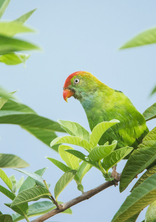 A wild male Sri Lanka Hanging Parrot perches in a leafy tree