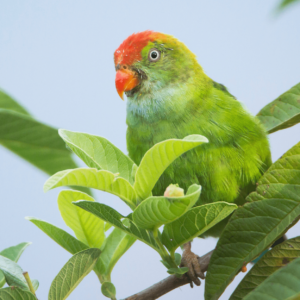 A wild male Sri Lanka Hanging Parrot perches in a leafy tree