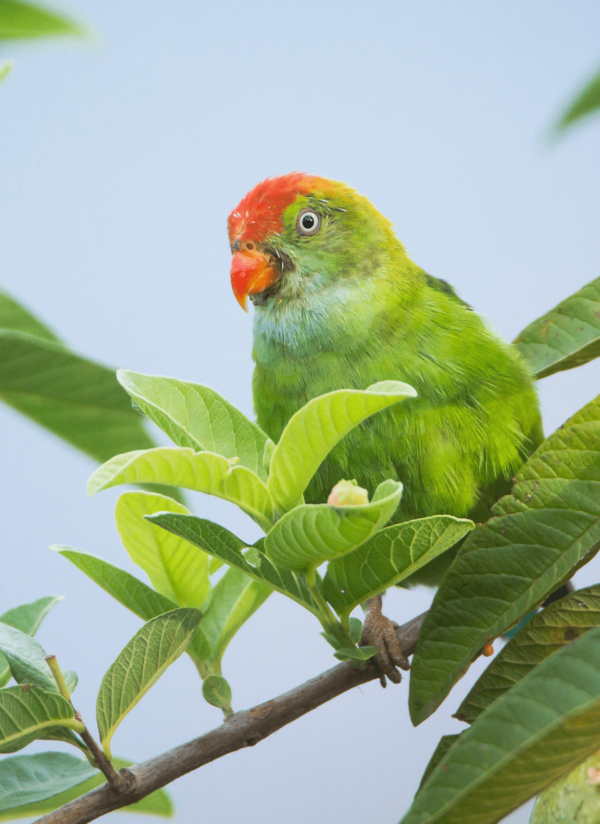 A wild male Sri Lanka Hanging Parrot perches in a leafy tree