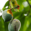 A wild male Sri Lanka Hanging Parrot feeds on fruit