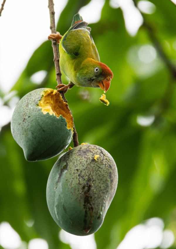 A wild male Sri Lanka Hanging Parrot feeds on fruit