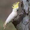 A wild Sulphur-crested Cockatoo perches at the entrance of a cavity