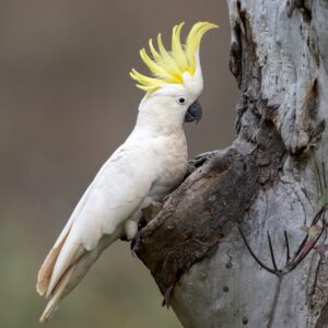 A wild Sulphur-crested Cockatoo perches at the entrance of a cavity