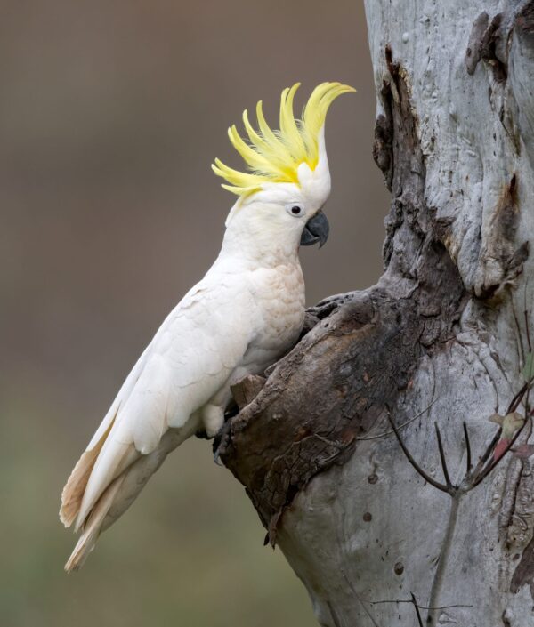 A wild Sulphur-crested Cockatoo perches at the entrance of a cavity