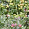 A wild Sulphur-winged Conure forages in a tree