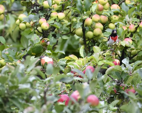 A wild Sulphur-winged Conure forages in a tree