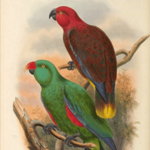 An illustration shows a Tanimbar Eclectus pair, female top and male bottom