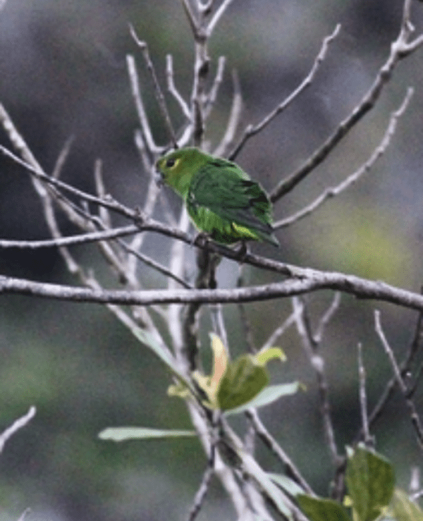 A wild Tepui Parrotlet perches on a twig