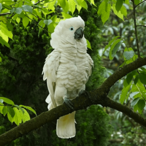 A wild White-crested Cockatoo puffs out its feathers