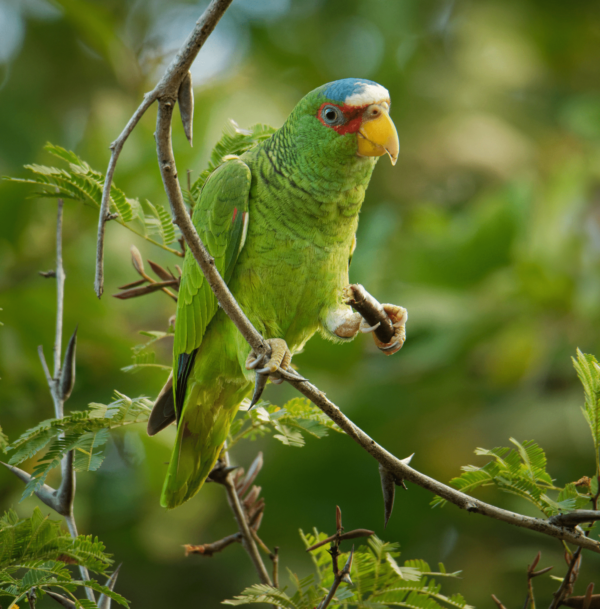 A wild White-fronted Amazon perches on one foot