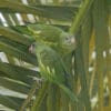 Wild White-winged Parakeets perch on a palm leaf