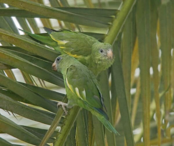 Wild White-winged Parakeets perch on a palm leaf