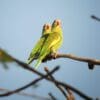 Wild White-winged Parakeets perch on a branch