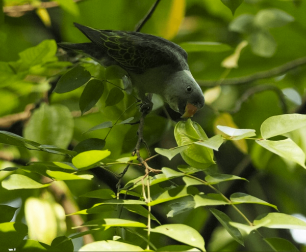 A wild Azure-rumped Parrot perches on a twig