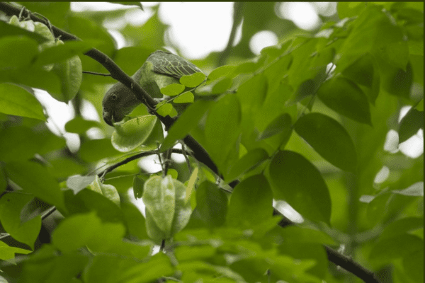 A wild Azure-rumped Parrot feeds in a tree