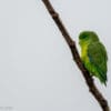 A wild Blue-winged Parrotlet perches on a branch