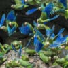 Wild Cobalt-winged Parakeets gather at a clay lick