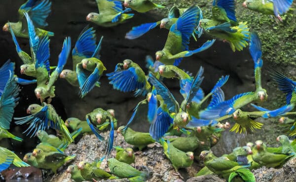 Wild Cobalt-winged Parakeets gather at a clay lick