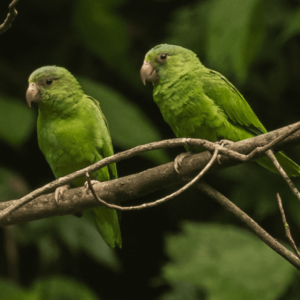 Wild Cobalt-winged Parakeets perch on a branch