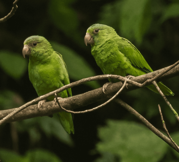 Wild Cobalt-winged Parakeets perch on a branch