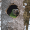 A wild Dusky-headed Conure peers out of a nest cavity