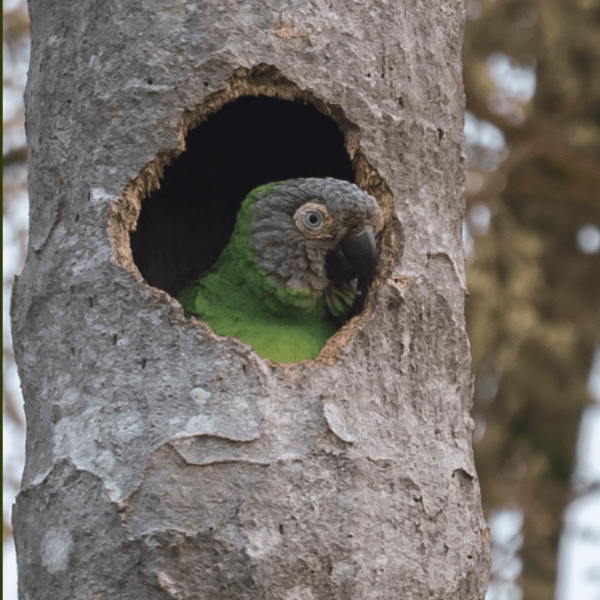 A wild Dusky-headed Conure peers out of a nest cavity