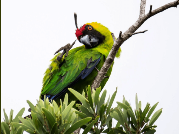 Horned Parakeet Research