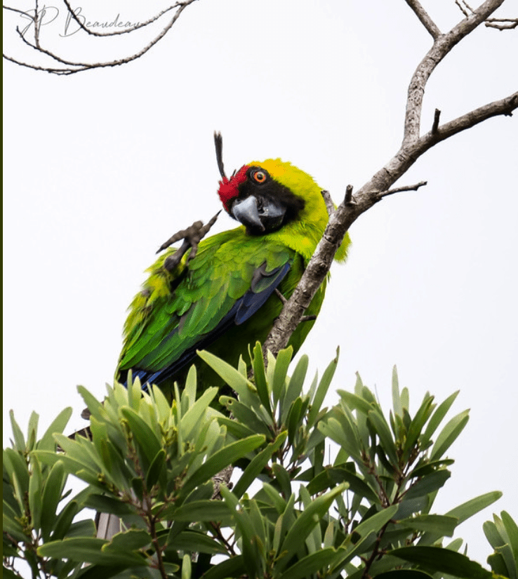 A wild Horned Parakeet scratches its head