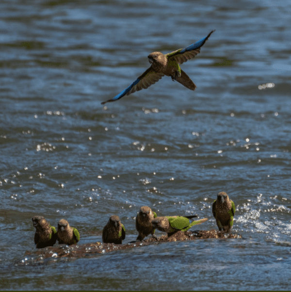 Wild Madiera Conures drink at a waterway