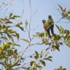 Wild Madeira Conures perch in a leafy tree