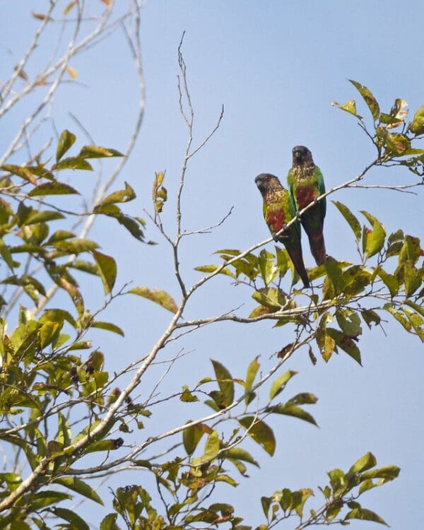 Wild Madeira Conures perch in a leafy tree