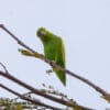 A wild Mexican Parrotlet surveys the photographer