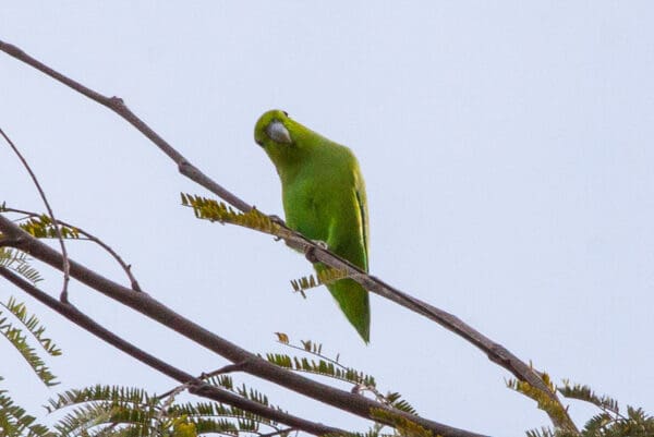 A wild Mexican Parrotlet surveys the photographer