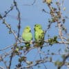 Wild Mexican Parrotlets perch in a tree