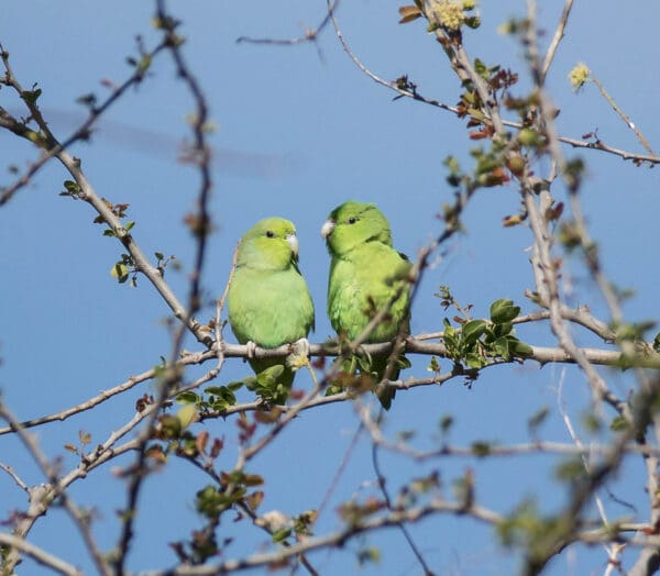 Wild Mexican Parrotlets perch in a tree