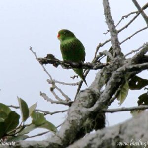 A wild Pygmy Lorikeet perches on a twig