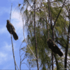 Wild Seychelles Parrots perch on branches