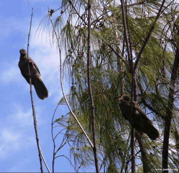 Wild Seychelles Parrots perch on branches