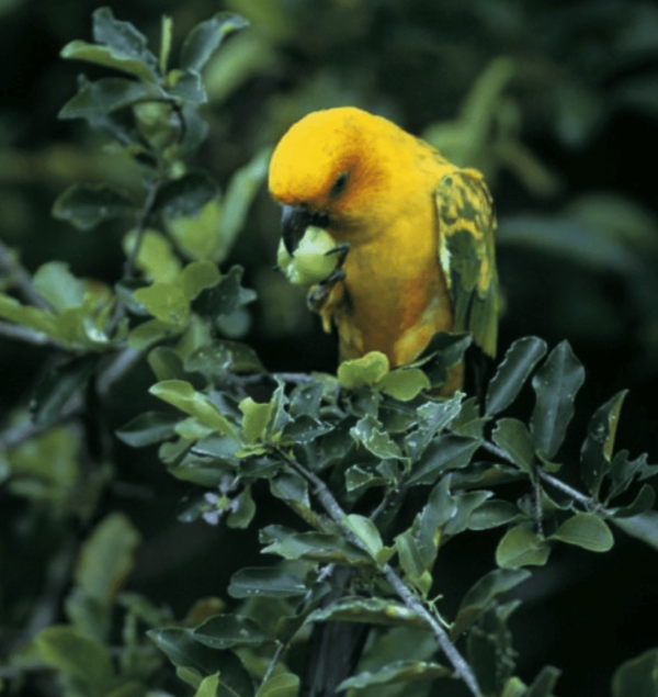 A wild Sulphur-breasted Conure feeds on fruit