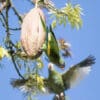 Wild White-winged Parakeets near a giant seed pod