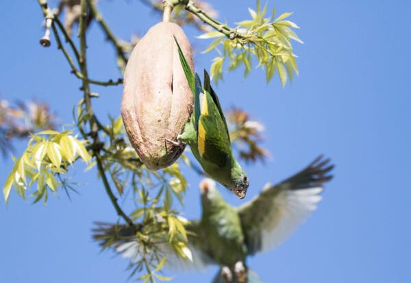 Wild White-winged Parakeets near a giant seed pod