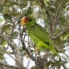 A wild Yellow-lored Amazon perches on a twig