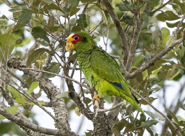 A wild Yellow-lored Amazon perches on a twig