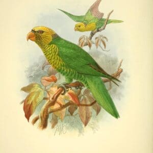 An illustration of a Yellow and Green Lorikeet