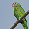 A wild Yellow-billed Amazon perches on a branch